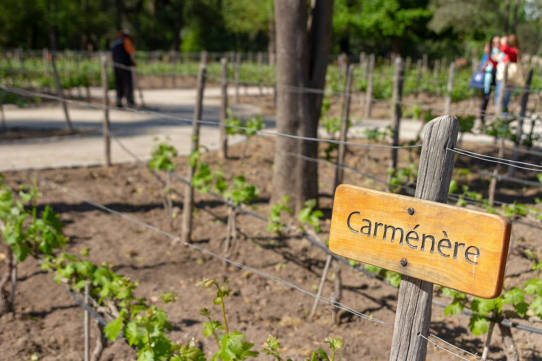 Nuestros Carmenère recomendados