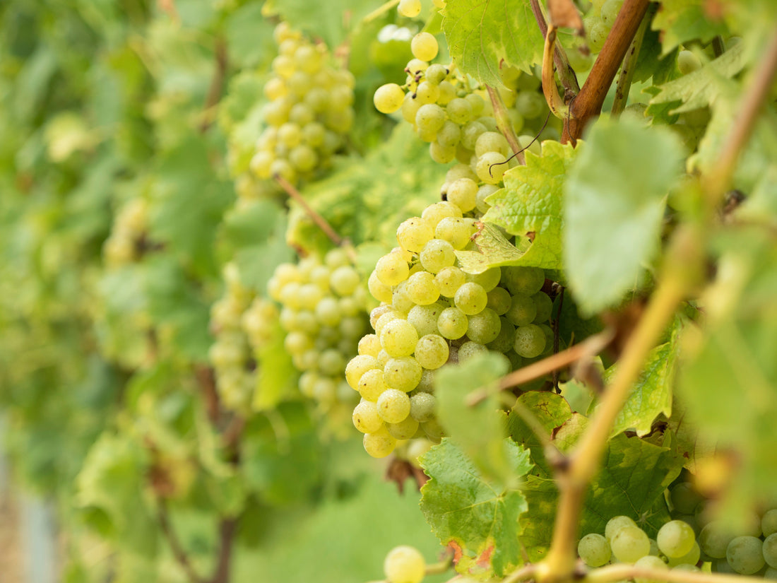 Más allá del Sauvignon Blanc y del Chardonnay